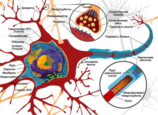 biologicalneuron