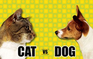 cat-vs-dog